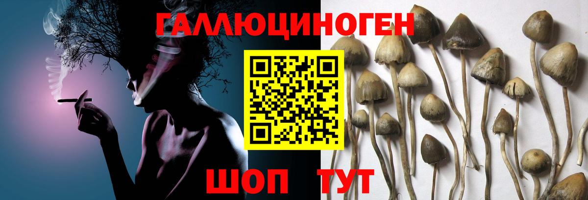Галлюциногенные грибы Psilocybe Гусев